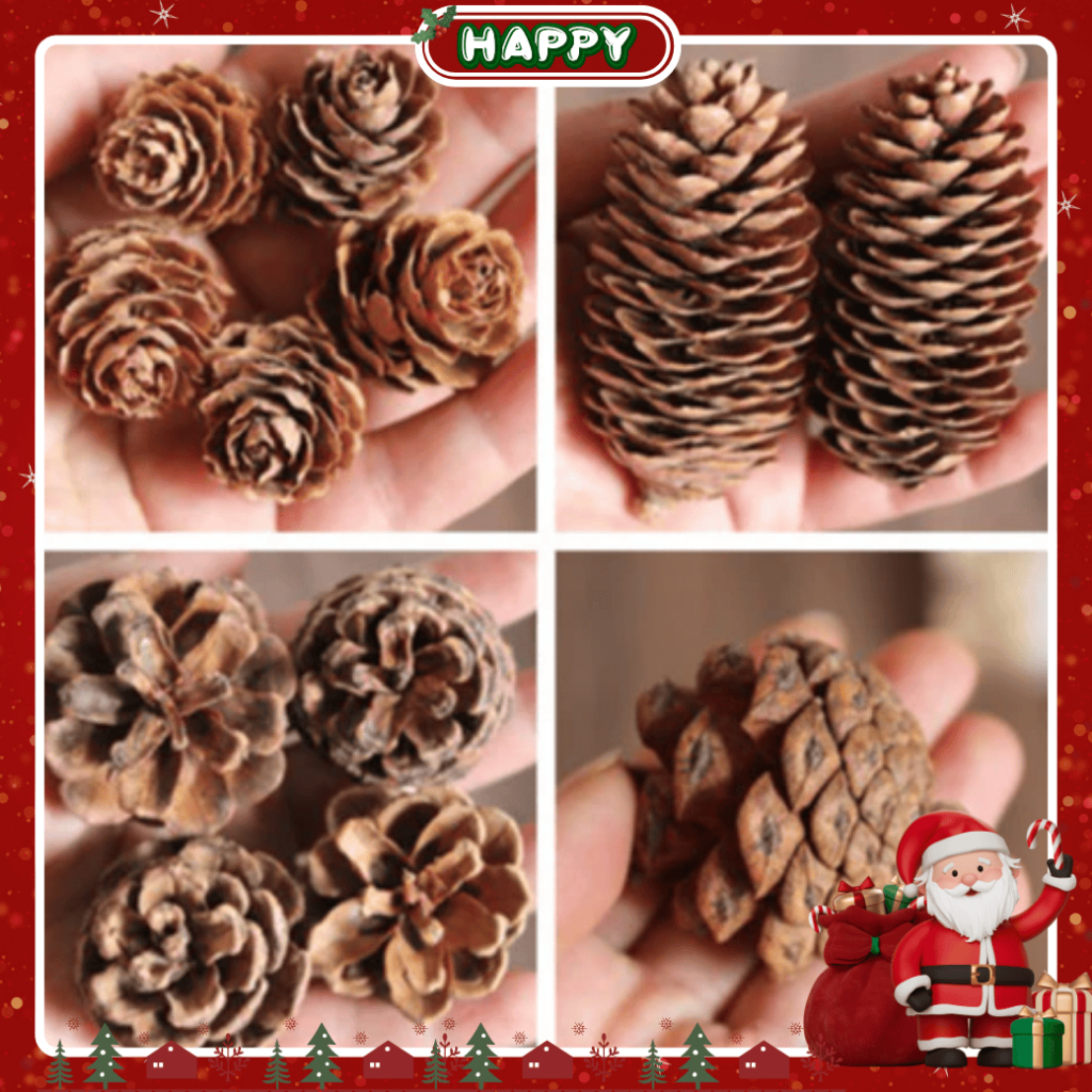 [NOEL 2025] Combo of 10 Dried Pine Cones for Christmas Decoration - Pine Tree Decoration Accessories, Background, Party Table (No Hanging Rope Included)