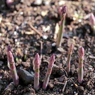 vn-11134207-7r98o-lqafj6ez6vo239