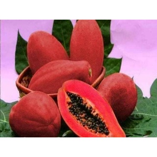 6e68a0d0c96e8957c4c74c1bb7f10a5a