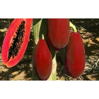 367a38f303945a24af18a9b71571a4e9