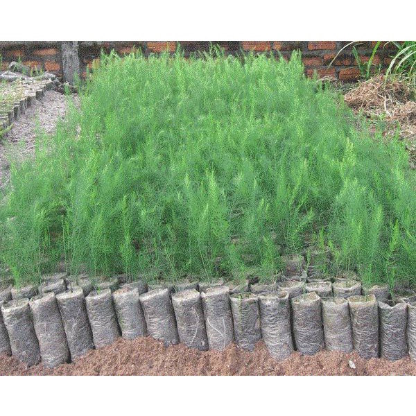 850651361662de8f8b3e26031959ba7a