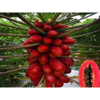 #Hạt_giống_đu_đủ vỏ đỏ lùn siêu trái